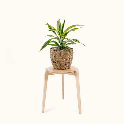 Japandi 11" Plant Stand 4" / Satin Birch