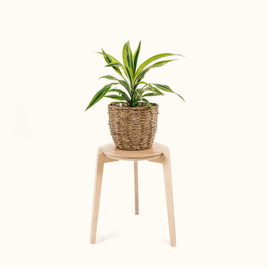 Japandi 11" Plant Stand 4" / Satin Birch