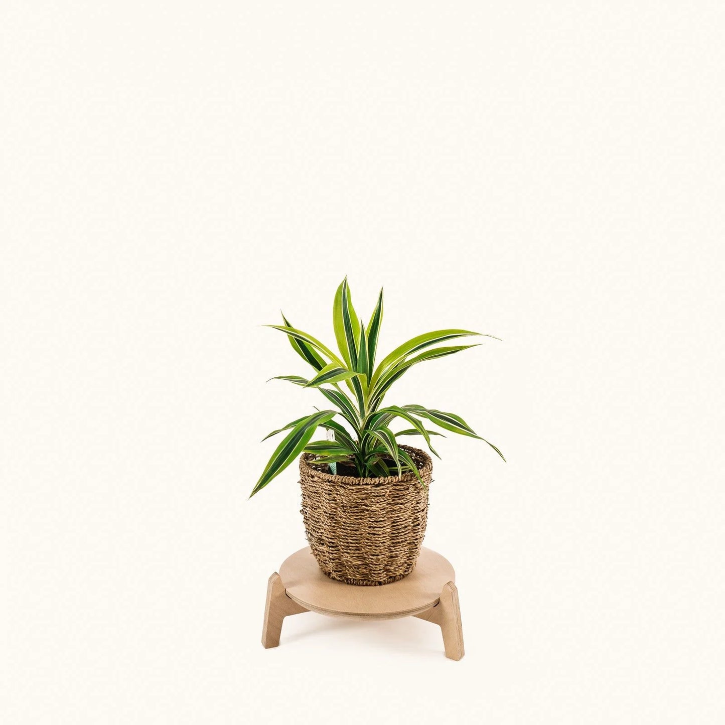 Japandi 11" Plant Stand 4" / Satin Birch