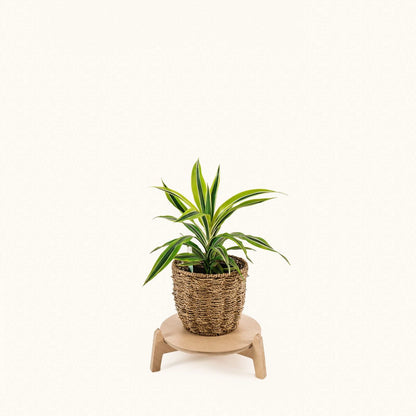Japandi 11" Plant Stand 4" / Satin Birch