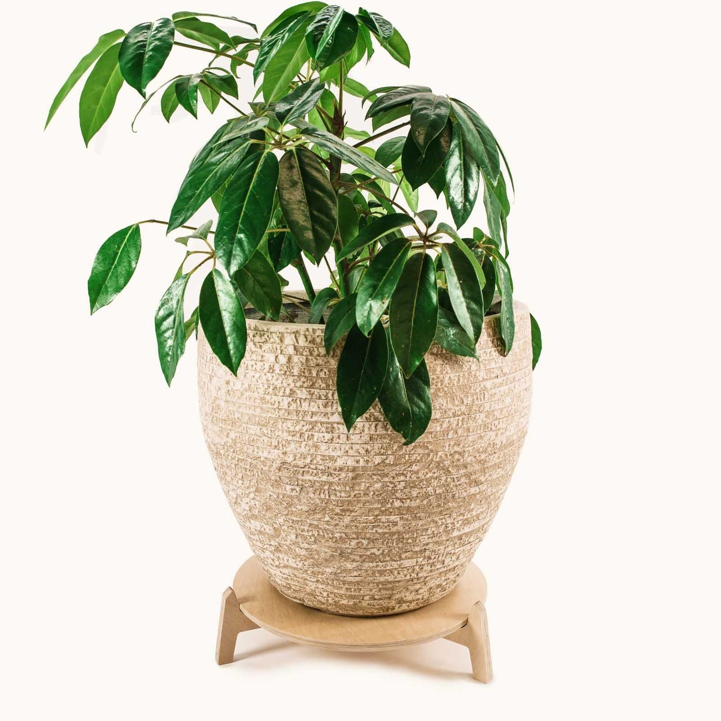 Japandi 15.5" Plant Stand 4" / Satin Birch