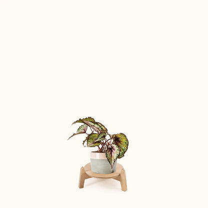 Japandi 8.5" Plant Stand 4" / Satin Birch