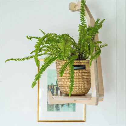 •Japandi Hanging Plant Stand