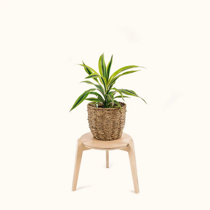 Japandi 11" Plant Stand 4" / Satin Birch